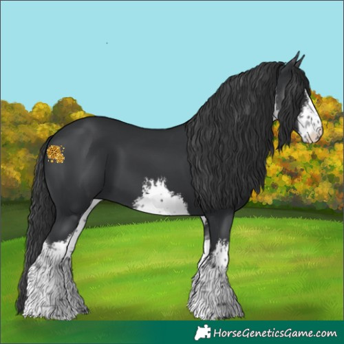Horse Color:White Spotted Black 