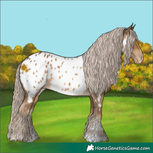 Horse Color:Chocolate Palomino Appaloosa 