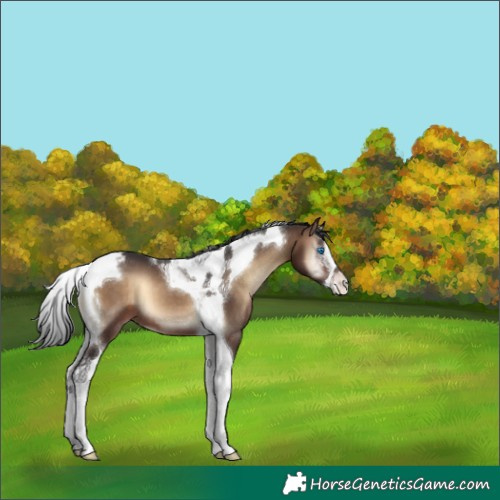 Horse Color:Brown Onyx Splash Tobiano Appaloosa 