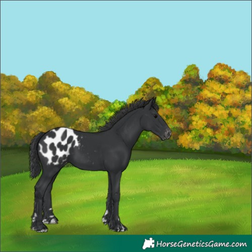 Horse Color:Black Blanket 