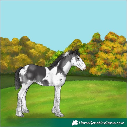 Horse Color:Black Sabino Splash Tobiano 