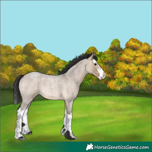 Horse Color:Brown Roan Dun Splash 