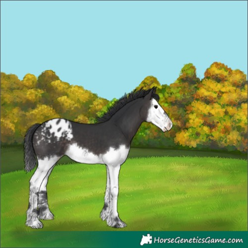 Horse Color:Platinum Brown Splash Appaloosa 