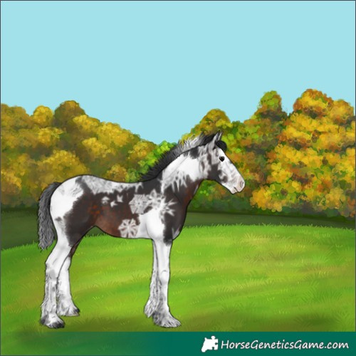 Horse Color:Brown Ice Splash Tobiano Varnish 