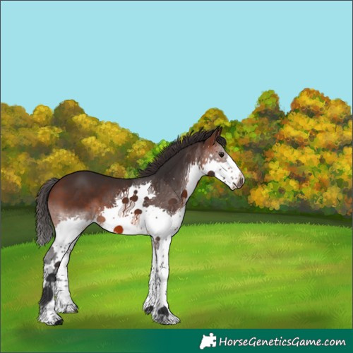 Horse Color:Brown Splash 
