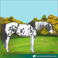 Horse Color:Black Sabino Splash Tobiano Appaloosa 