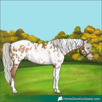 Horse Color:Gray Silver Amber Champagne Tobiano Appaloosa