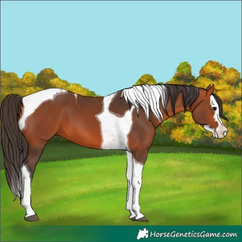 Horse Color:Bay Splash Tobiano