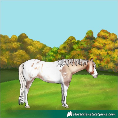 Horse Color:Silver Brown Onyx Sabino Tobiano Appaloosa 