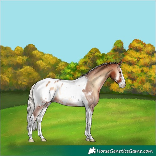 Horse Color:Silver Brown Onyx Sabino Tobiano Blanket 