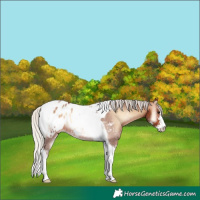 Horse Color:Silver Brown Onyx Sabino Tobiano Appaloosa 