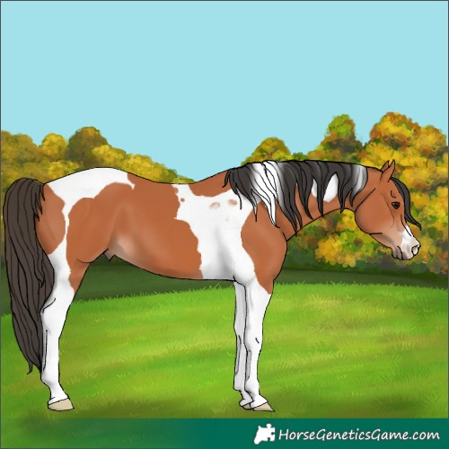 Horse Color:Bay Tobiano