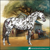 Horse Color:Midnight Classic Champagne Onyx Appaloosa Rabicano 