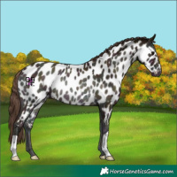 Horse Color:Midnight Classic Champagne Onyx Appaloosa Rabicano