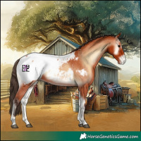 Horse Color:Bay Onyx Appaloosa 