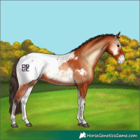 Horse Color:Bay Onyx Appaloosa 