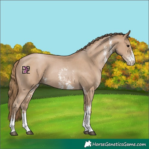Horse Color:Black Pearl Sabino