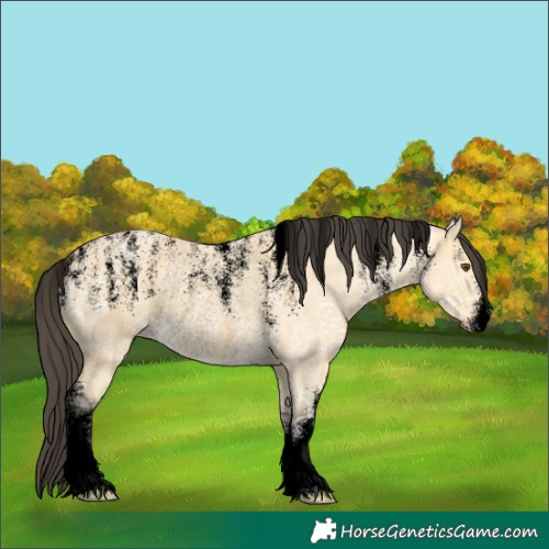 Horse Color:Powder White Void Buckskin Ice Dun Rabicano 