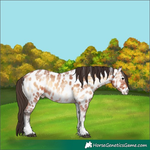 Horse Color:Powder White Bay Ice Onyx Near Leopard Rabicano 