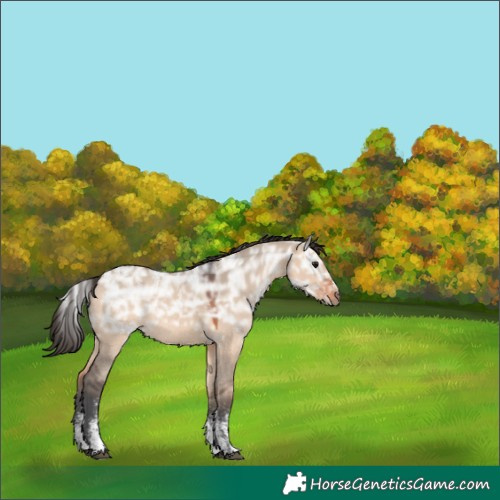 Horse Color:Powder White Bay Ice Dun Rabicano 