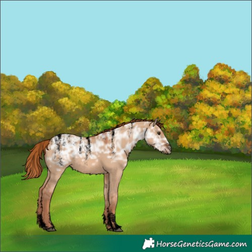 Horse Color:Powder White Void Red Dun Ice Rabicano 