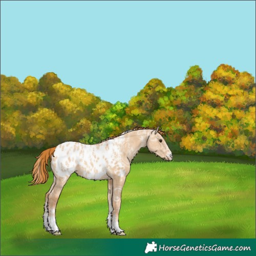 Horse Color:Powder White Red Dun Ice Blanket Rabicano 
