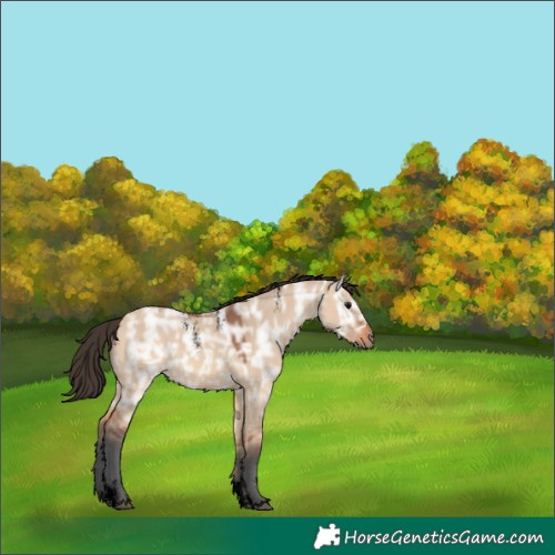 Horse Color:Powder White Void Bay Ice Dun Rabicano 