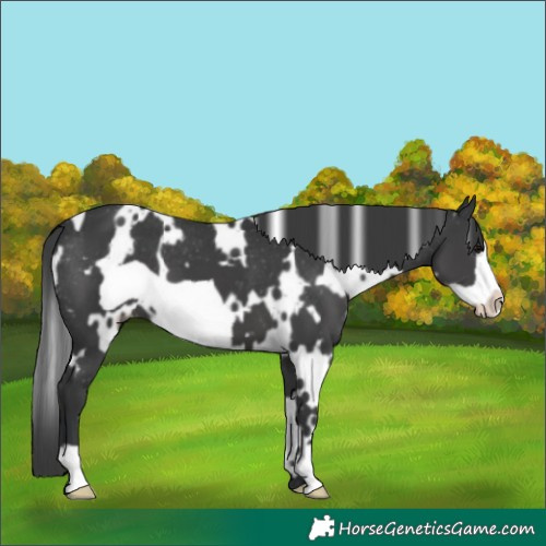 Horse Color:White Spotted Black Frame Appaloosa 