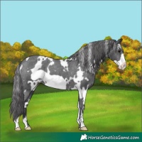 Horse Color:White Spotted Black Frame Appaloosa 