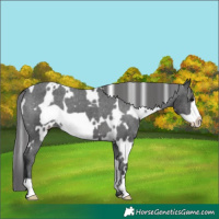 Horse Color:White Spotted Black Frame Appaloosa 