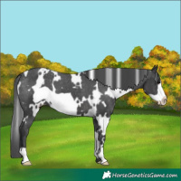 Horse Color:White Spotted Black Frame Appaloosa 