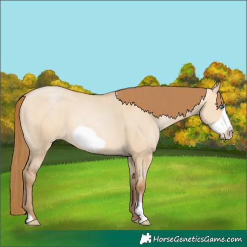 Horse Color:Bay Pearl Dun Frame 