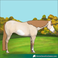 Horse Color:Bay Pearl Dun Frame 