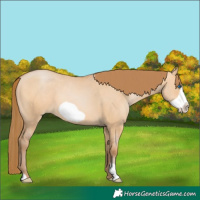 Horse Color:Bay Pearl Dun Frame 