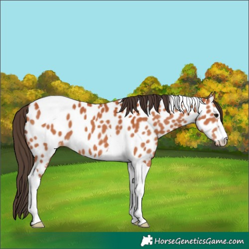 Horse Color:Bay Tobiano Appaloosa 