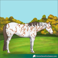 Horse Color:Bay Tobiano Appaloosa 