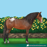 Horse Color:Bay Blanket  and Bay Splash Blanket 