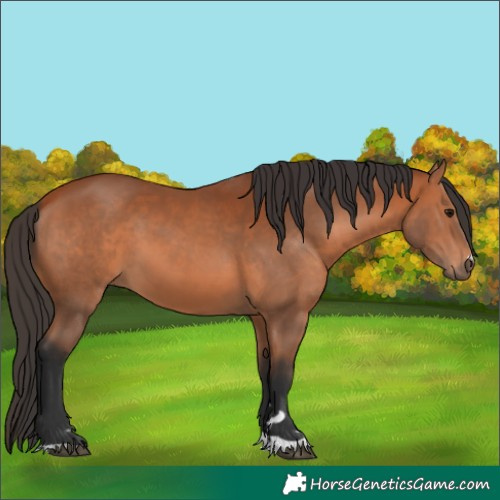 Horse Color:Bay 