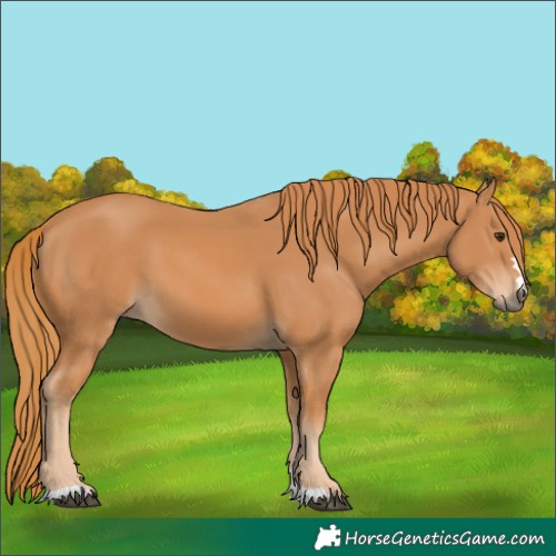 Horse Color:Chestnut 