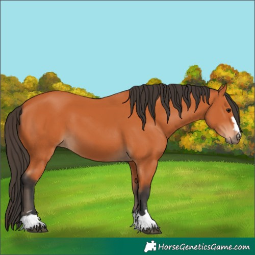 Horse Color:Bay 