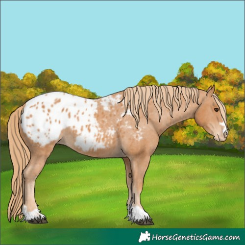 Horse Color:Chestnut Blanket 