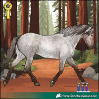 Horse Color:Gray Red Roan Rabicano 