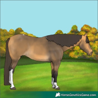 Horse Color:Buckskin Tobiano