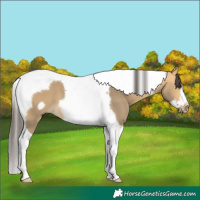 Horse Color:Buckskin Dun Splash Tobiano Frame 