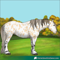 Horse Color:Buckskin Leopard