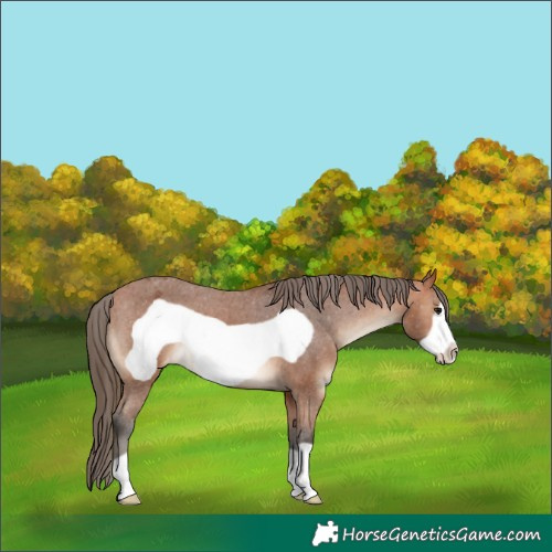Horse Color:Bay Frame Appaloosa 
