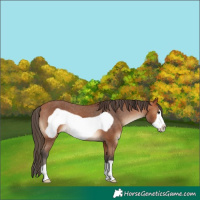 Horse Color:Bay Frame Appaloosa