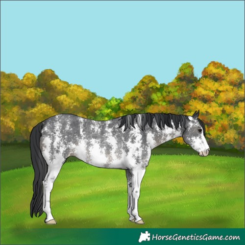 Horse Color:Black Sabino Rabicano 