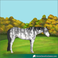 Horse Color:Black Sabino Rabicano