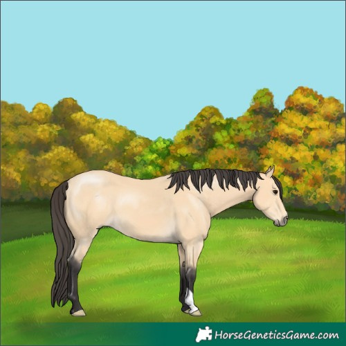 Horse Color:Buckskin 